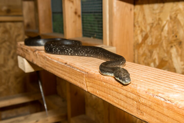 Snake Control